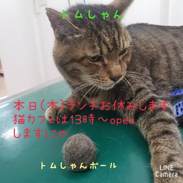 明石保護猫カフェあすなろ 2階は猫とのふれあいスペース 一階カフェはレンタルスペース 店長のまあまあ当たる占い